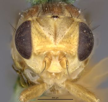 Media type: image;   Entomology 13360 Aspect: head frontal view